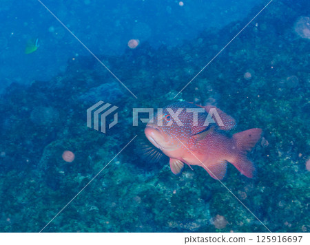一條大條紋鯛魚。伊豆地區罕見的南石斑魚。 Hirizohama Nakagi 南伊豆鎮 伊豆半島 靜岡縣 2024 一條大條紋鯛魚。伊豆地區罕見的南石斑魚。 Hirizohama Nakagi 南伊豆鎮 伊豆半島 靜岡縣 2024 125916697