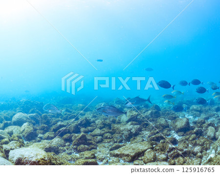 一大群琥珀魚等等。 Hirizohama Nakagi 南伊豆鎮 伊豆半島 靜岡縣 2024 一大群琥珀魚等等。 Hirizohama Nakagi 南伊豆鎮 伊豆半島 靜岡縣 2024 125916765