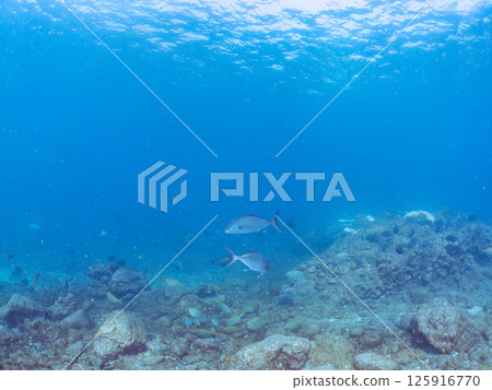 一大群琥珀魚等等。 Hirizohama Nakagi 南伊豆鎮 伊豆半島 靜岡縣 2024 125916770