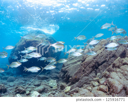 一大群琥珀魚等等。 Hirizohama Nakagi 南伊豆鎮 伊豆半島 靜岡縣 2024 125916771