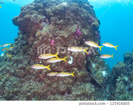 A school of red goatfish, white goatfish, butterflyfish and other fish. Hirizohama Nakagi Minamiizu Town Izu Peninsula Shizuoka Prefecture 2024 125916805
