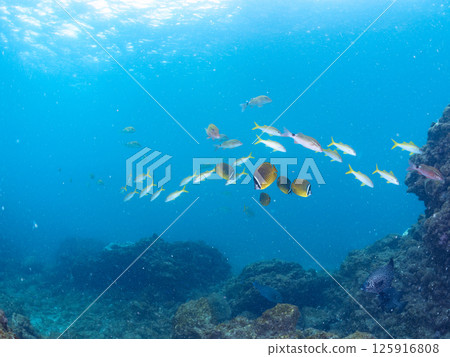 A school of red goatfish, white goatfish, butterflyfish and other fish. Hirizohama Nakagi Minamiizu Town Izu Peninsula Shizuoka Prefecture 2024 A school of red goatfish, white goatfish, butterflyfish and other fish. Hirizohama Nakagi Minamiizu Town Izu Peninsula Shizuoka Prefecture 2024 125916808