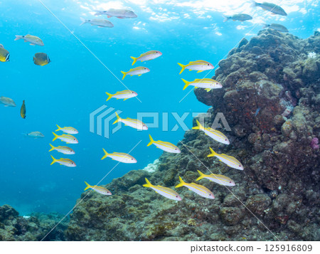 A school of red goatfish, white goatfish, butterflyfish and other fish. Hirizohama Nakagi Minamiizu Town Izu Peninsula Shizuoka Prefecture 2024 125916809