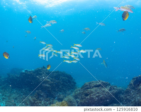 A school of red goatfish, white goatfish, butterflyfish and other fish. Hirizohama Nakagi Minamiizu Town Izu Peninsula Shizuoka Prefecture 2024 125916810