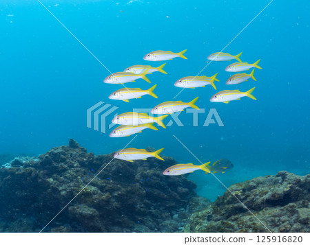 A school of red goatfish, white goatfish, butterflyfish and other fish. Hirizohama Nakagi Minamiizu Town Izu Peninsula Shizuoka Prefecture 2024 125916820