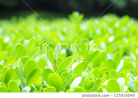 Fresh young leaves background Fresh young leaves background 125916849