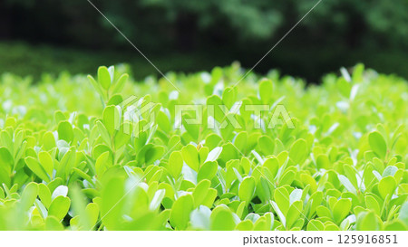 Shining young leaves background 125916851