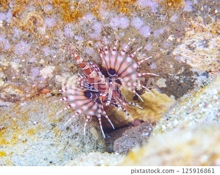 Kirinmino with beautiful spread fins. Hirizohama Nakagi Minamiizu Town Izu Peninsula Shizuoka Prefecture 2024 125916861