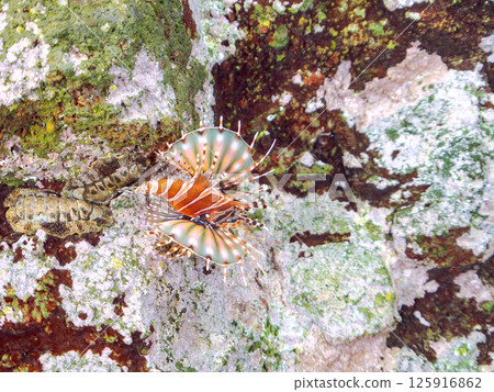 Kirinmino with beautiful spread fins. Hirizohama Nakagi Minamiizu Town Izu Peninsula Shizuoka Prefecture 2024 125916862