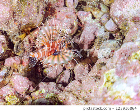 Kirinmino with beautiful spread fins. Hirizohama Nakagi Minamiizu Town Izu Peninsula Shizuoka Prefecture 2024 Kirinmino with beautiful spread fins. Hirizohama Nakagi Minamiizu Town Izu Peninsula Shizuoka Prefecture 2024 125916864