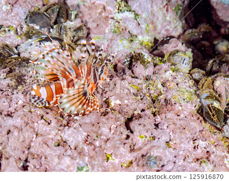 Kirinmino with beautiful spread fins. Hirizohama Nakagi Minamiizu Town Izu Peninsula Shizuoka Prefecture 2024 Kirinmino with beautiful spread fins. Hirizohama Nakagi Minamiizu Town Izu Peninsula Shizuoka Prefecture 2024 125916870