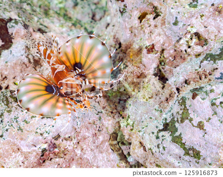 長頸鹿魚有美麗的展開鰭。 Hirizohama Nakagi 南伊豆鎮 伊豆半島 靜岡縣 2024 125916873