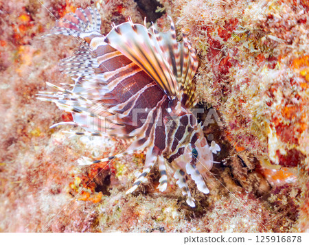 長頸鹿魚有美麗的展開鰭。 Hirizohama Nakagi 南伊豆鎮 伊豆半島 靜岡縣 2024 125916878