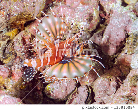 長頸鹿魚有美麗的展開鰭。 Hirizohama Nakagi 南伊豆鎮 伊豆半島 靜岡縣 2024 長頸鹿魚有美麗的展開鰭。 Hirizohama Nakagi 南伊豆鎮 伊豆半島 靜岡縣 2024 125916884