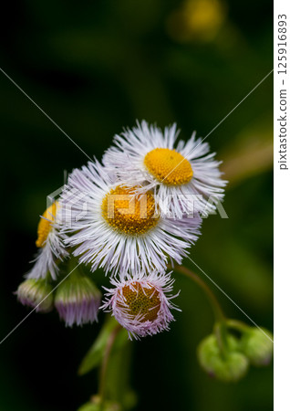 Spring Asters (Fringe) on the Shinano River and Yasuragi Embankment 125916893