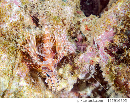 A juvenile giraffe fish with beautiful spread fins. Hirizohama Nakagi Minamiizu Town Izu Peninsula Shizuoka Prefecture 2024 125916895