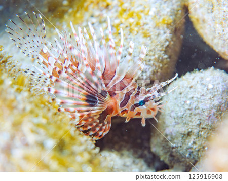 A juvenile giraffe fish with beautiful spread fins. Hirizohama Nakagi Minamiizu Town Izu Peninsula Shizuoka Prefecture 2024 A juvenile giraffe fish with beautiful spread fins. Hirizohama Nakagi Minamiizu Town Izu Peninsula Shizuoka Prefecture 2024 125916908