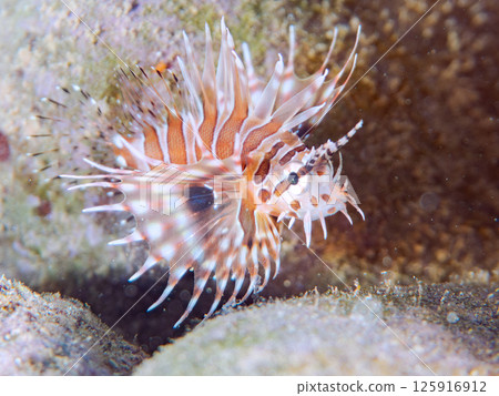 A juvenile giraffe fish with beautiful spread fins. Hirizohama Nakagi Minamiizu Town Izu Peninsula Shizuoka Prefecture 2024 125916912