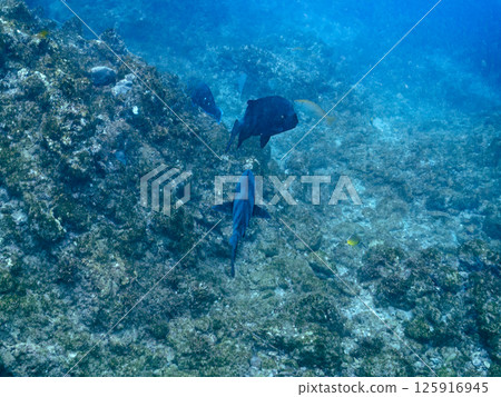 Large black-spotted sea bass (old adult black spotted sea bass) Hirizohama Nakagi Minamiizu Town Izu Peninsula Shizuoka Prefecture 2024 Large black-spotted sea bass (old adult black spotted sea bass) Hirizohama Nakagi Minamiizu Town Izu Peninsula Shizuoka Prefecture 2024 125916945