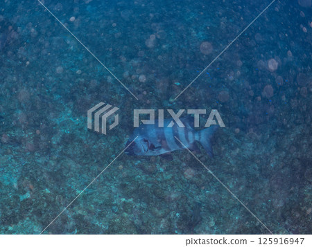 大黑點鱸魚（成年黑點鱸魚） 靜岡縣伊豆半島南伊豆町 Hirizohama Nakagi 2024 125916947