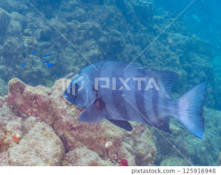 Large black-spotted sea bass (old adult black spotted sea bass) Hirizohama Nakagi Minamiizu Town Izu Peninsula Shizuoka Prefecture 2024 125916948