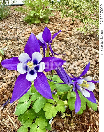 Purple flowers blooming in the spring garden Purple flowers blooming in the spring garden 125917009