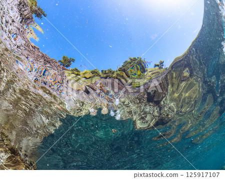 A school of bigfin reef squids swimming on the surface of the water. Hirizohama Nakagi Minamiizu Town Izu Peninsula Shizuoka Prefecture 2024 A school of bigfin reef squids swimming on the surface of the water. Hirizohama Nakagi Minamiizu Town Izu Peninsula Shizuoka Prefecture 2024 125917107