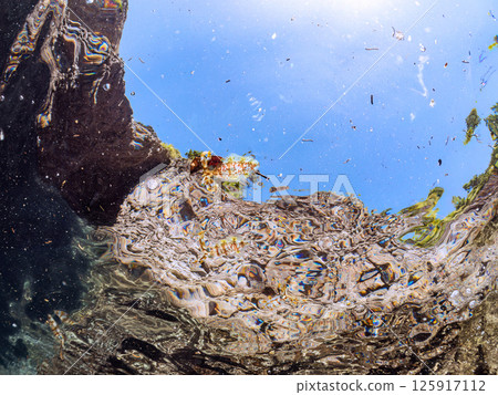 A school of bigfin reef squids swimming on the surface of the water. Hirizohama Nakagi Minamiizu Town Izu Peninsula Shizuoka Prefecture 2024 125917112