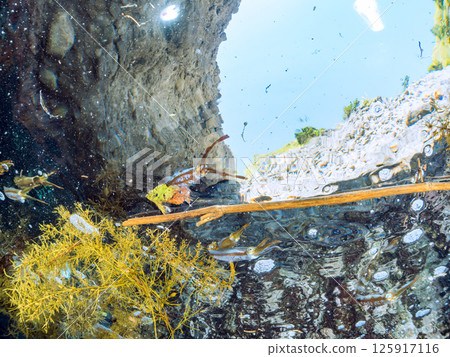 一群大鰭礁魷魚在水面上游動。 Hirizohama Nakagi 南伊豆鎮 伊豆半島 靜岡縣 2024 125917116