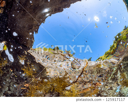 一群大鰭礁魷魚在水面上游動。 Hirizohama Nakagi 南伊豆鎮 伊豆半島 靜岡縣 2024 125917117