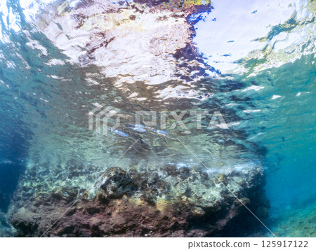 A school of bigfin reef squids swimming on the surface of the water. Hirizohama Nakagi Minamiizu Town Izu Peninsula Shizuoka Prefecture 2024 A school of bigfin reef squids swimming on the surface of the water. Hirizohama Nakagi Minamiizu Town Izu Peninsula Shizuoka Prefecture 2024 125917122