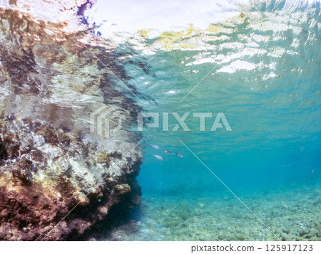 A school of bigfin reef squids swimming on the surface of the water. Hirizohama Nakagi Minamiizu Town Izu Peninsula Shizuoka Prefecture 2024 A school of bigfin reef squids swimming on the surface of the water. Hirizohama Nakagi Minamiizu Town Izu Peninsula Shizuoka Prefecture 2024 125917123
