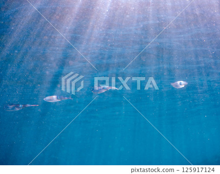 A school of bigfin reef squids swimming on the surface of the water. Hirizohama Nakagi Minamiizu Town Izu Peninsula Shizuoka Prefecture 2024 125917124