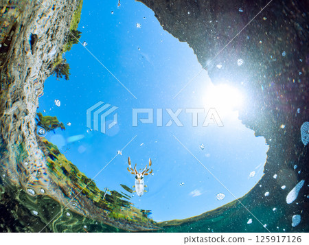 一群大鰭礁魷魚在水面上游動。 Hirizohama Nakagi 南伊豆鎮 伊豆半島 靜岡縣 2024 一群大鰭礁魷魚在水面上游動。 Hirizohama Nakagi 南伊豆鎮 伊豆半島 靜岡縣 2024 125917126