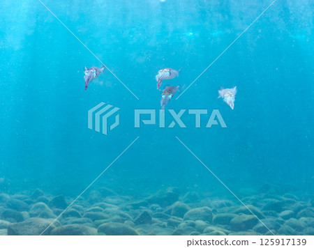 A school of bigfin reef squids swimming on the surface of the water. Hirizohama Nakagi Minamiizu Town Izu Peninsula Shizuoka Prefecture 2024 125917139