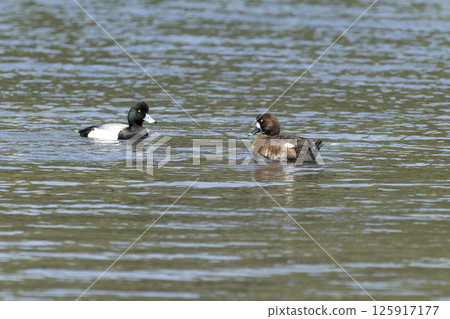 A sparrow A sparrow 125917177
