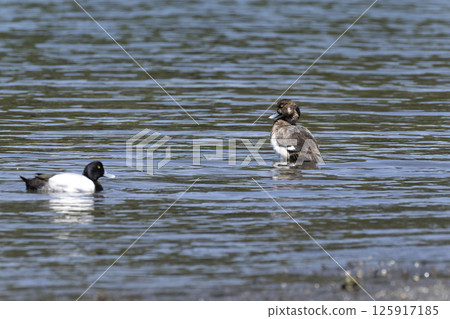 一隻麻雀 125917185