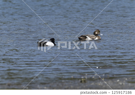 一隻麻雀 125917186