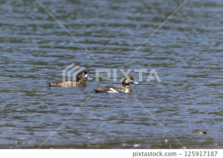 一隻麻雀 125917187