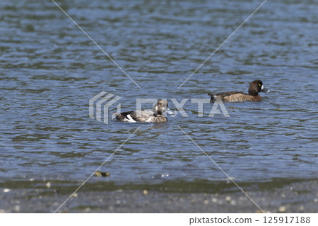 一隻麻雀 125917188