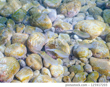 A school of bigfin reef squids. Hirizohama Nakagi Minamiizu Town Izu Peninsula Shizuoka Prefecture 2024 125917203