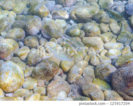 A school of bigfin reef squids. Hirizohama Nakagi Minamiizu Town Izu Peninsula Shizuoka Prefecture 2024 125917204