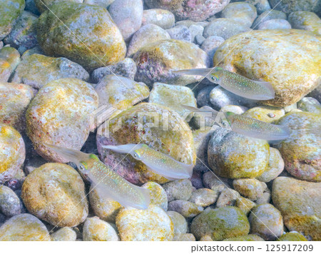 A school of bigfin reef squids. Hirizohama Nakagi Minamiizu Town Izu Peninsula Shizuoka Prefecture 2024 125917209