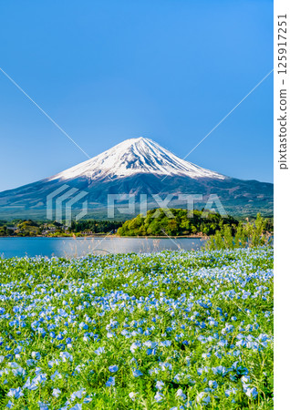Mount Fuji in early summer - Nemophila blooming at Oishi Park in Lake Kawaguchi 125917251