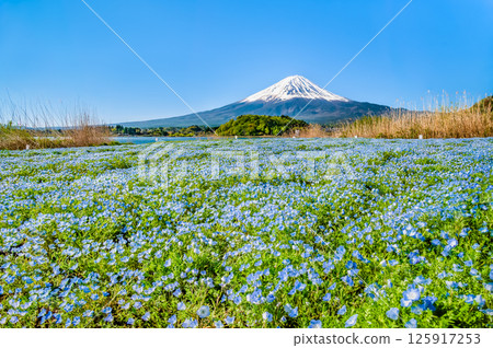 初夏的富士山－河口湖大石公園的粉蝶花盛開 125917253