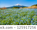 初夏的富士山－河口湖大石公園的粉蝶花盛開 125917256