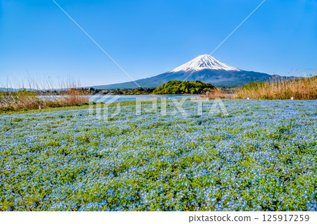 Mount Fuji in early summer - Nemophila blooming at Oishi Park in Lake Kawaguchi 125917259