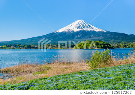 初夏的富士山－河口湖大石公園的粉蝶花盛開 125917262