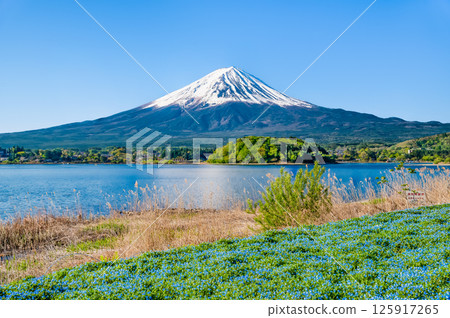 Mount Fuji in early summer - Nemophila blooming at Oishi Park in Lake Kawaguchi 125917265