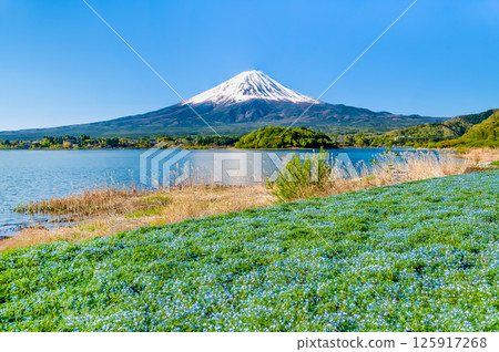 Mount Fuji in early summer - Nemophila blooming at Oishi Park in Lake Kawaguchi Mount Fuji in early summer - Nemophila blooming at Oishi Park in Lake Kawaguchi 125917268